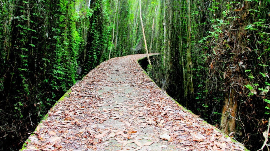 Exploring the path through Tan Lap cajuput forest