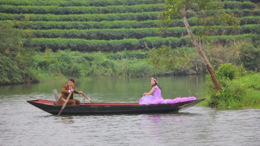 Green tea island in Nghe An