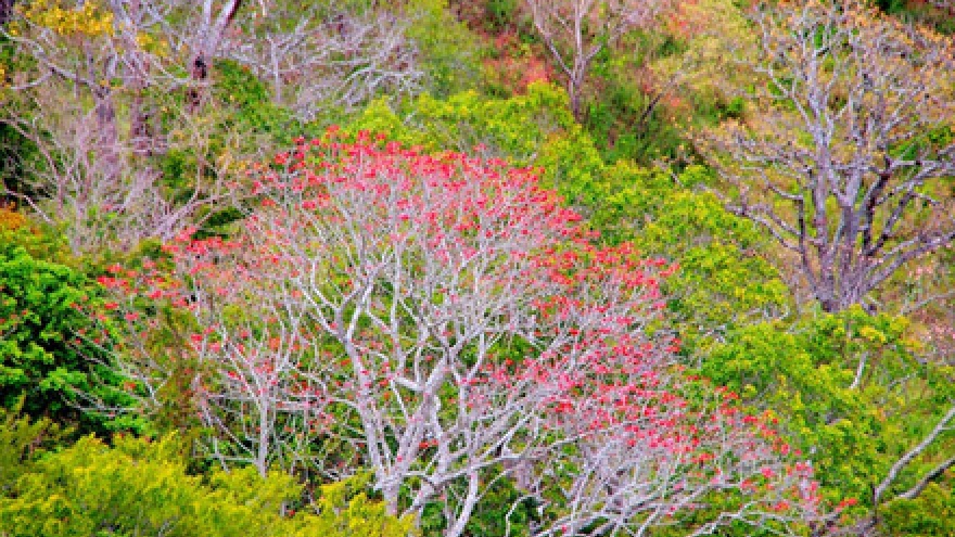 Red silk cotton trees in full bloom in Ta Nang
