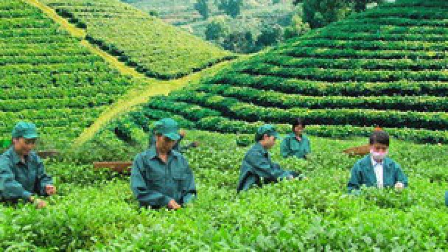 Spring tea festival adds colour to Thai Nguyen