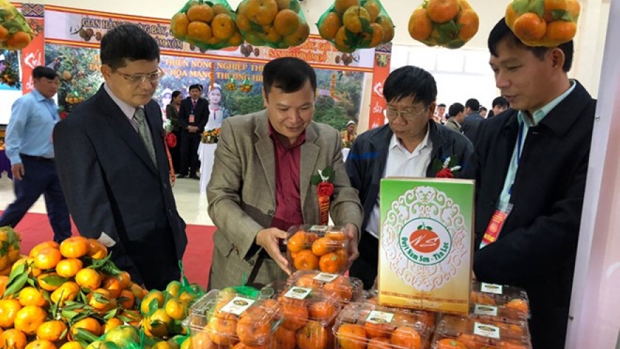 Tangerine variety in Hoa Binh granted collective trademark