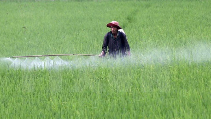 Korean business invests in high-quality rice production