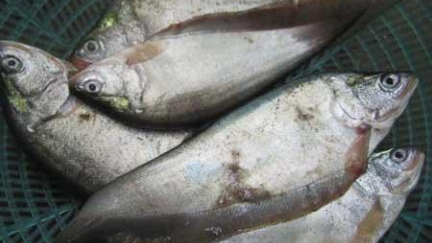 ‘Thac lac’ fish, a specialty and pride of Hau Giang