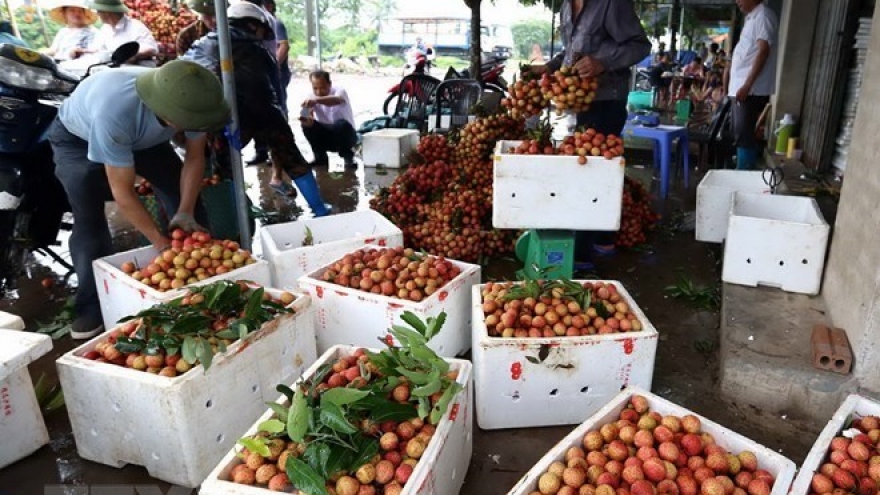 Thanh Ha litchis to be introduced to customers in Hanoi