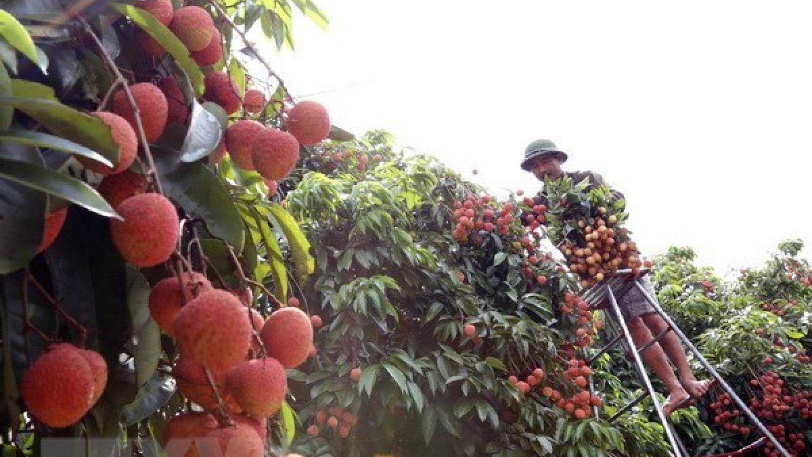 Festival promotes consumption of Thanh Ha litchi