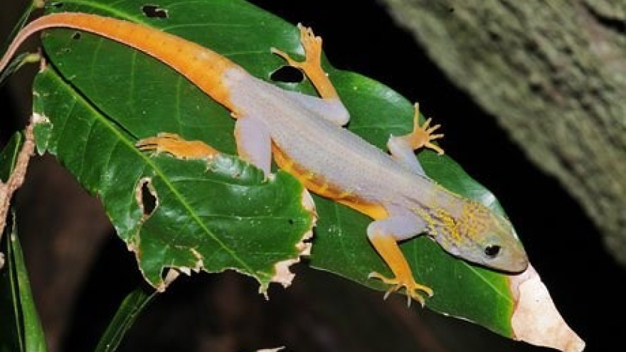 Ca Mau: 700 psychedelic Vietnam geckos found on Hon Khoai island