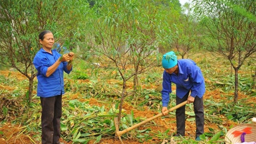 Thousands of Tet peach trees die after severe flooding
