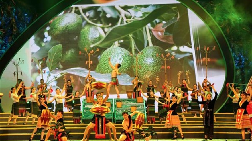 Avocado harvest season celebrated in Dak Nong