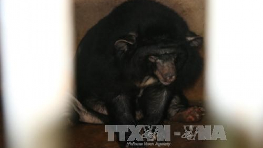 Six Tibetan bears in Binh Duong rescued