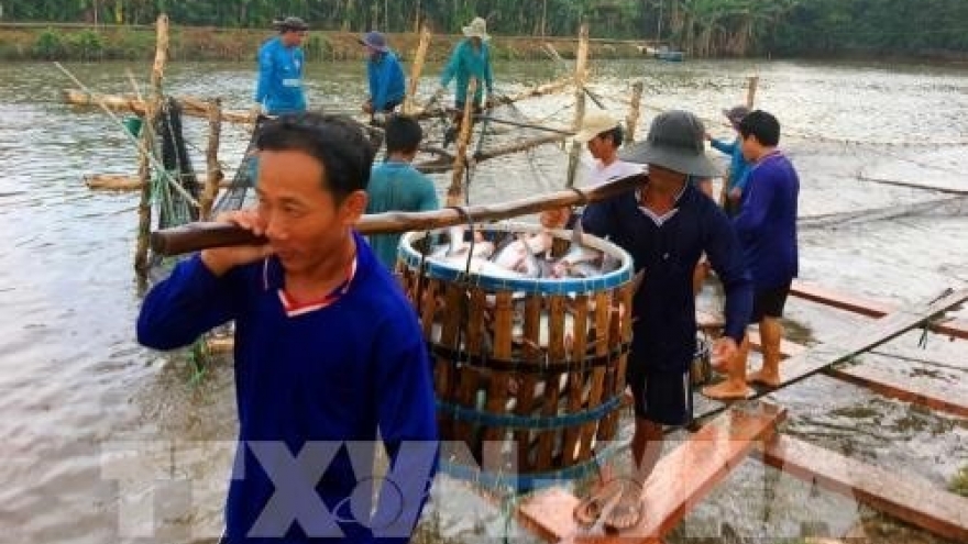Tien Giang province breeds more tra fish on alluvial areas
