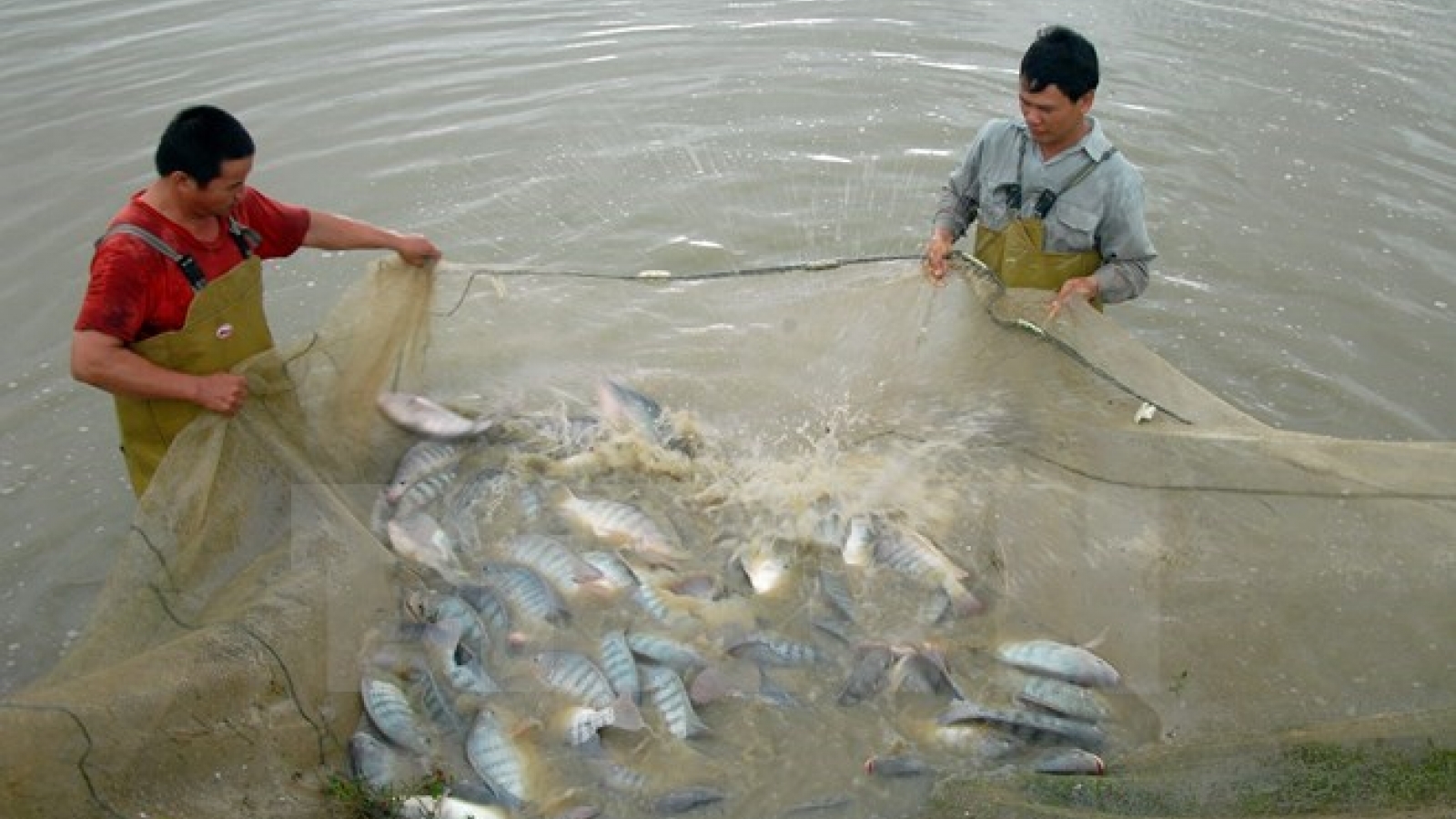 Tilapia exports set to shoot up in years ahead: VASEP