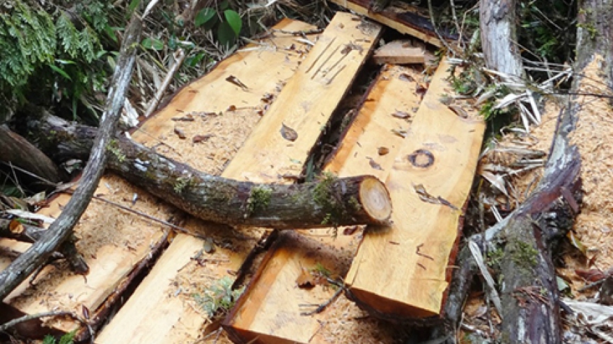 Timber poachers claim 934 ha of forest in nine months