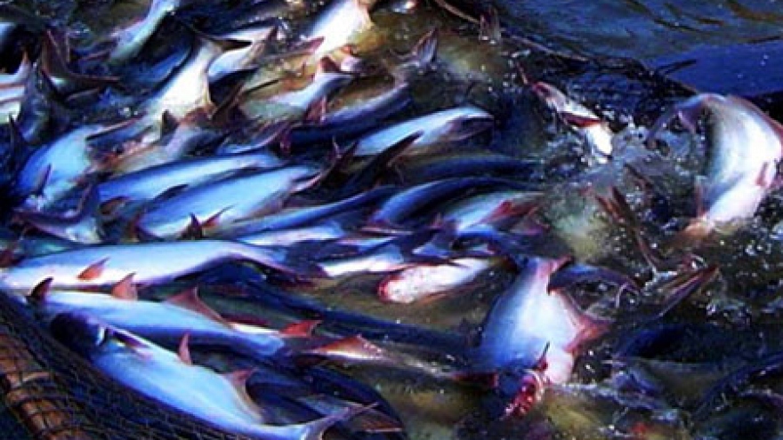 Major challenges face Vietnamese tra fish