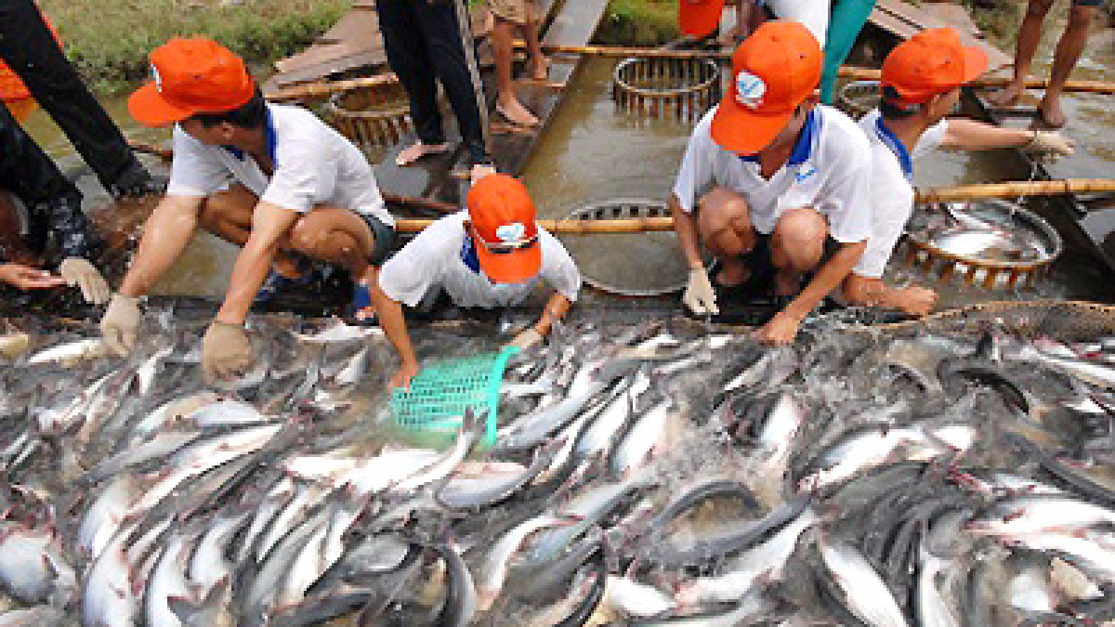 Pangasius exports to reach US$1.6 bln in 2014