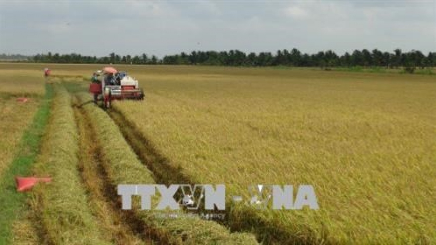 Tra Vinh farmers supported in joining large-scale field model