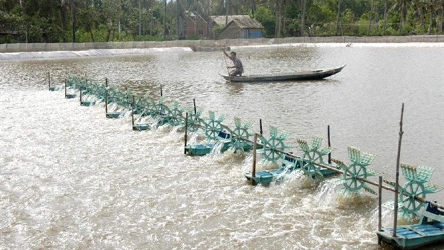 Tra Vinh farmers grow mangrove forests to breed shrimp