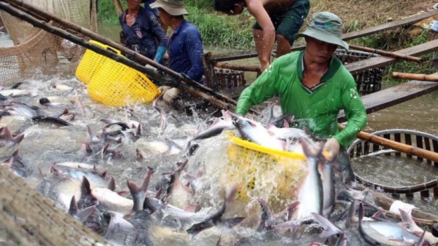 VASEP: Tra fish exports could be hurt by false news