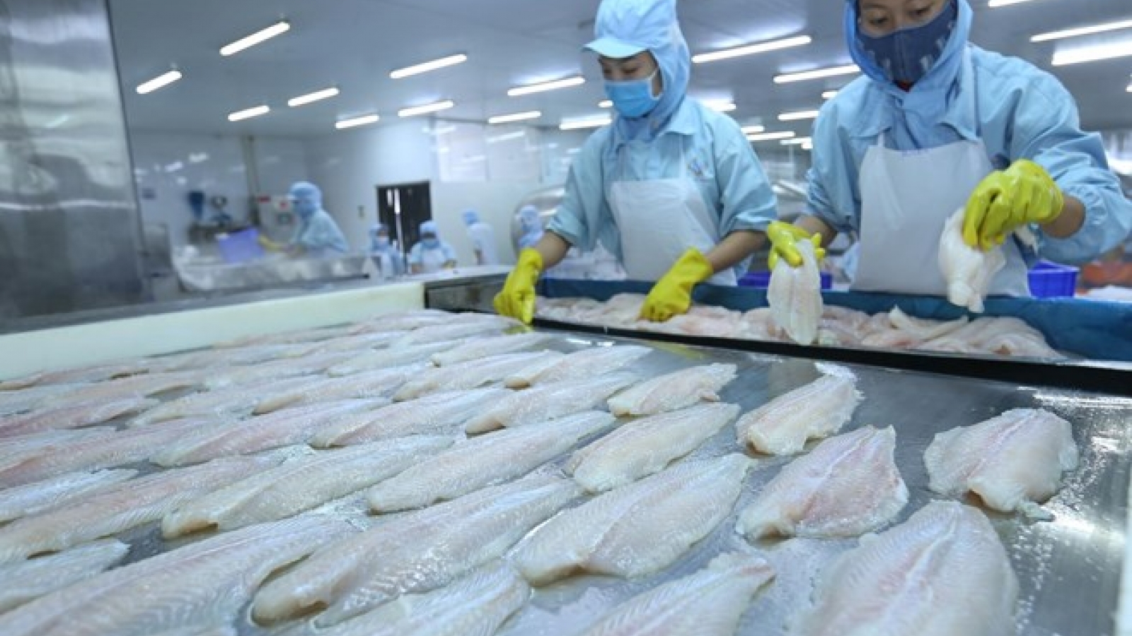 Tra fish exports surge to set new record