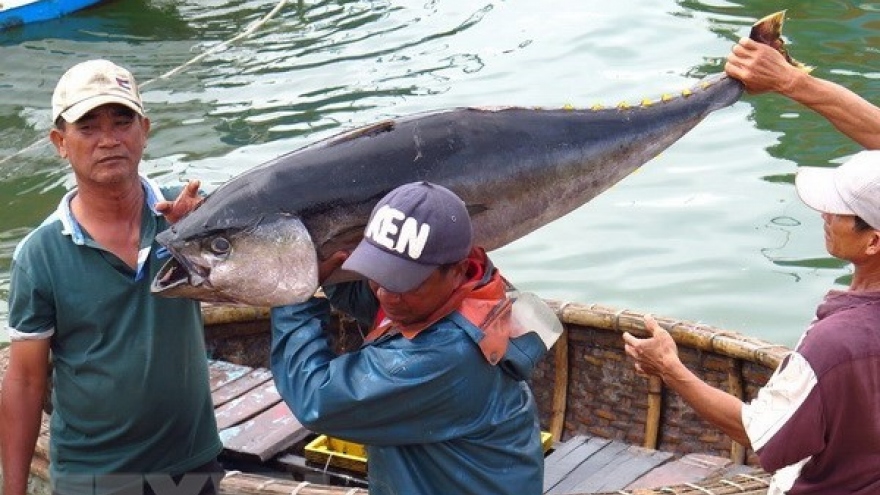 Tuna exports likely to hit US$500 million in 2018