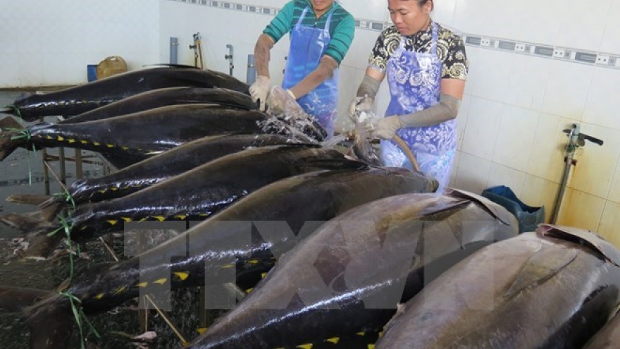Tuna export revenue predicted to remain unchanged in 2016