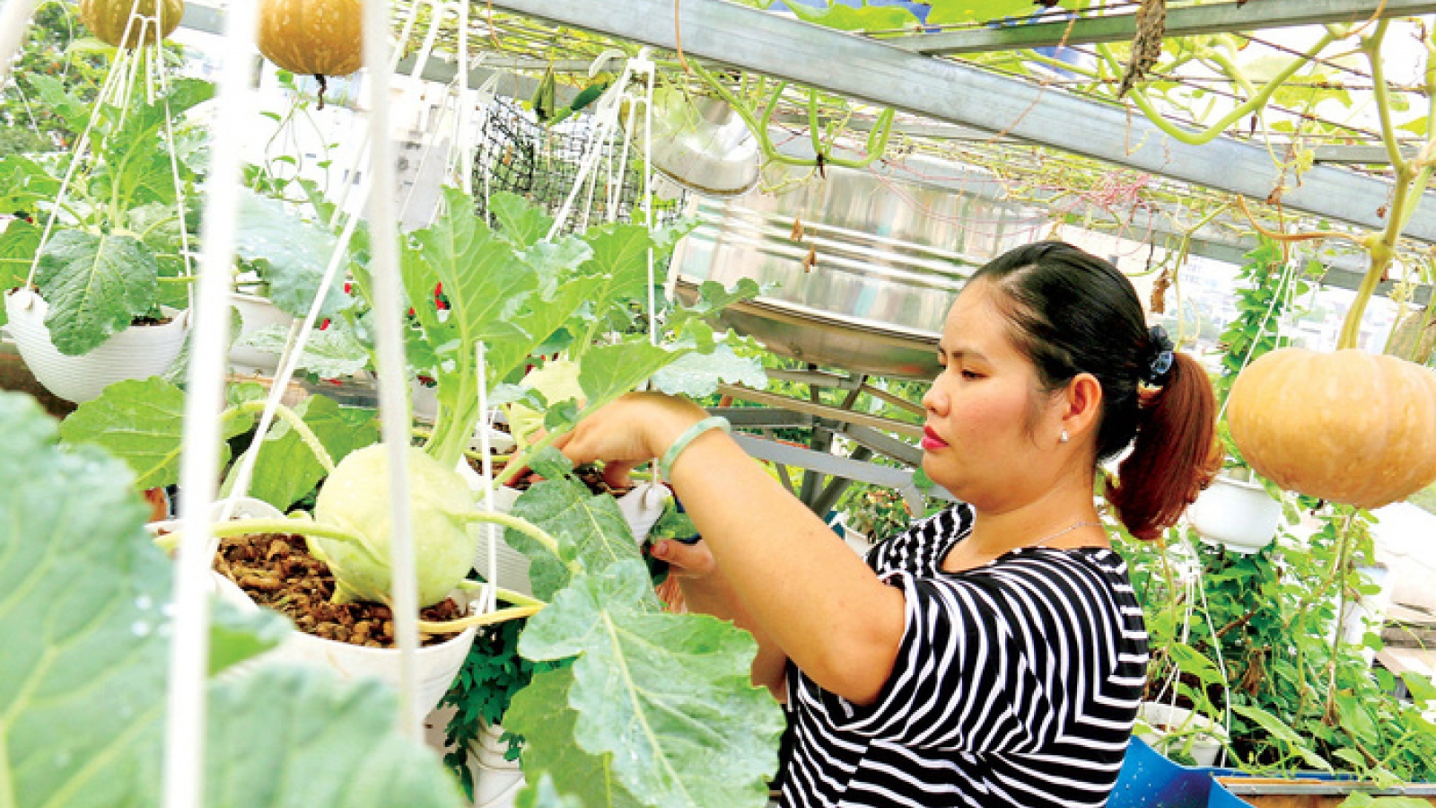Saigonese turn to homegrown veggies for meals, Tet gifts