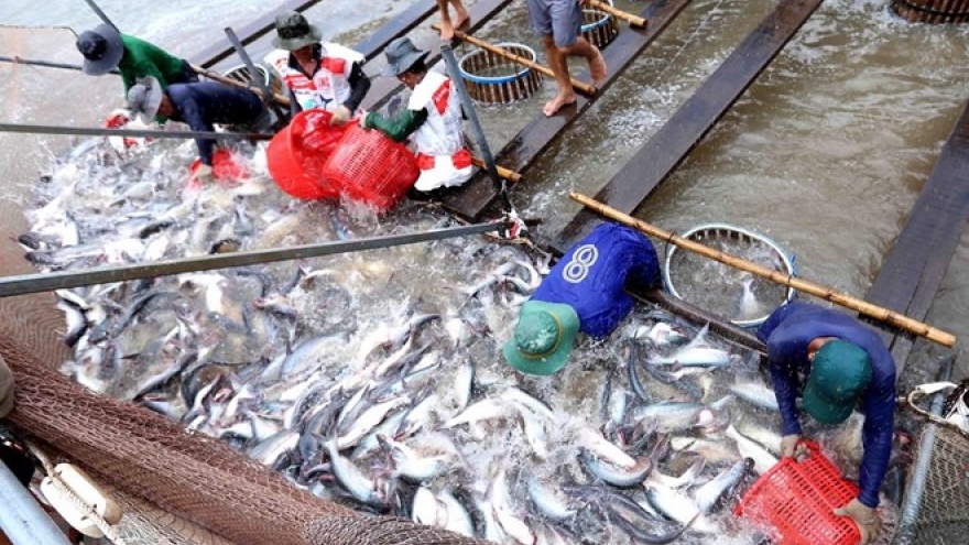 US raises anti-dumping tariffs on Vietnamese tra fish