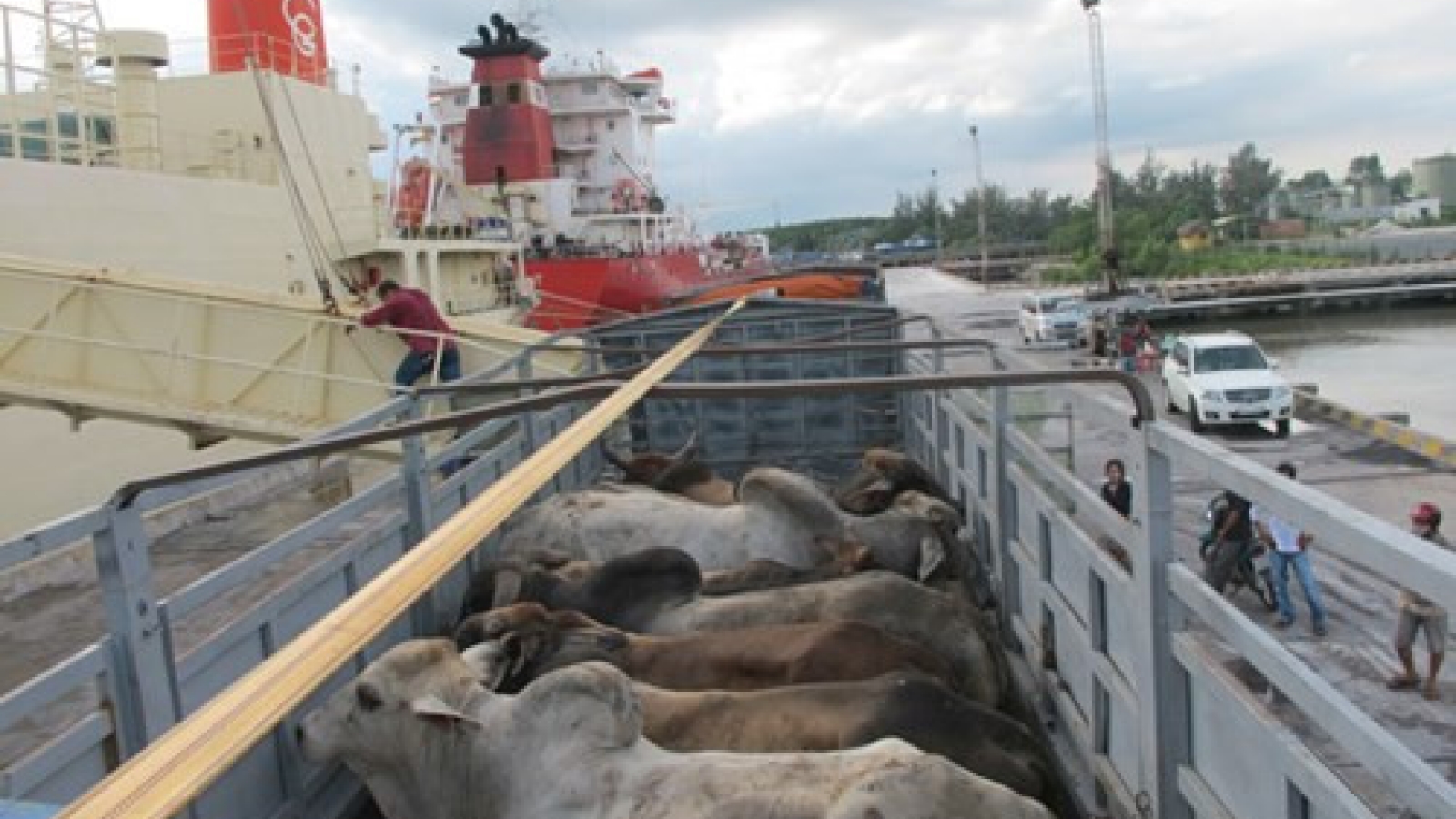 Live cattle imports from Australia dip