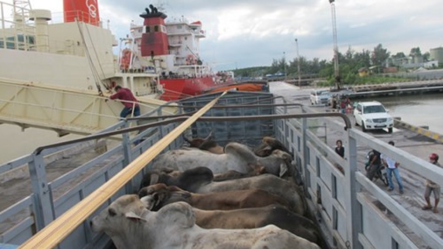 Live cattle imports from Australia dip