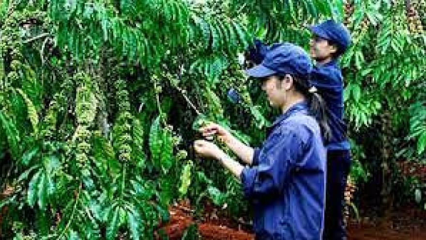 Improving productivity of smallholder coffee farms