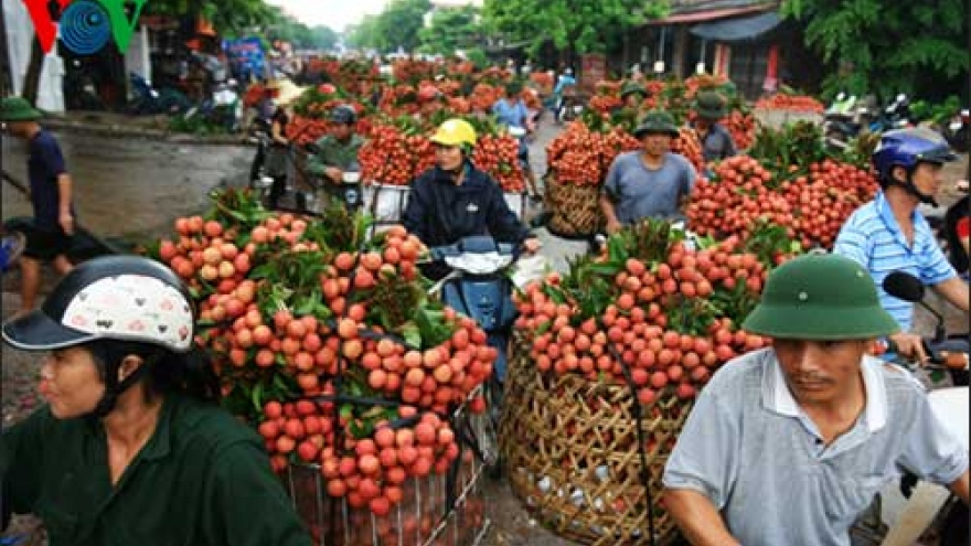 Vietnam lychee exports quietly picking up steam