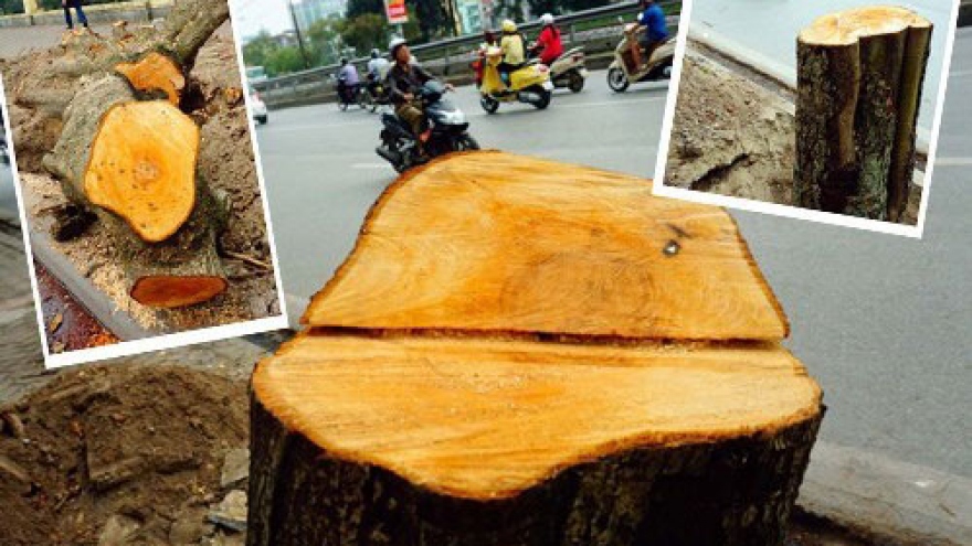 Hanoi mayor halts massive tree-cutting project