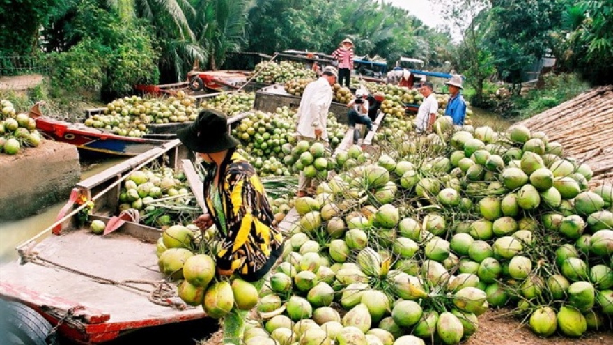 Coconut farming languishing