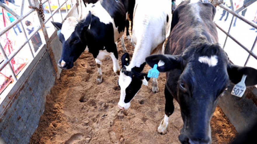 Vinamilk expands its herd with 400 cows from Australia