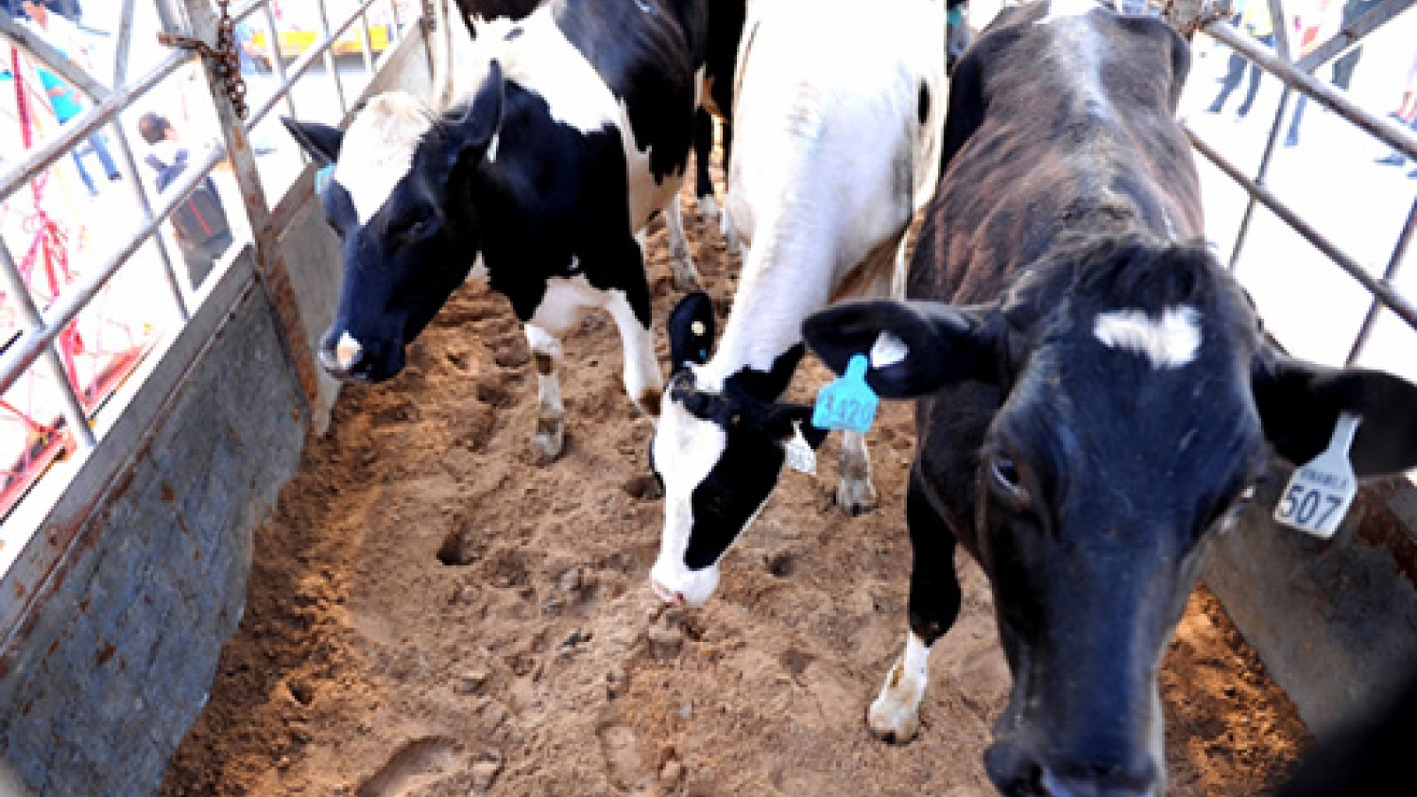 Vinamilk expands its herd with 400 cows from Australia