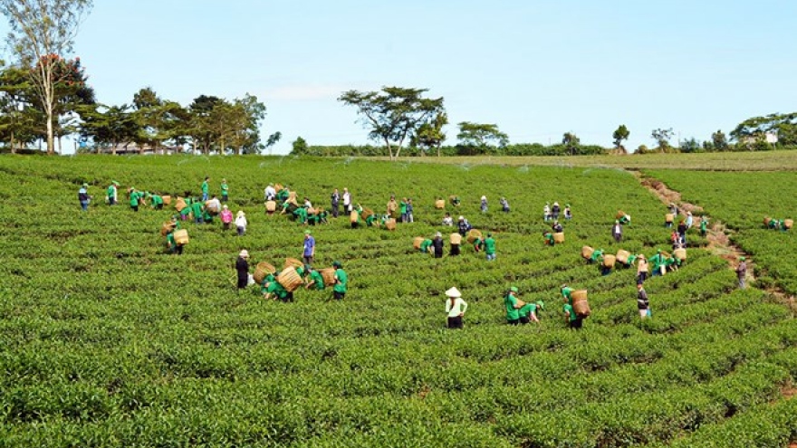 Lam Dong tea & silk to be promoted at Da Lat flower festival