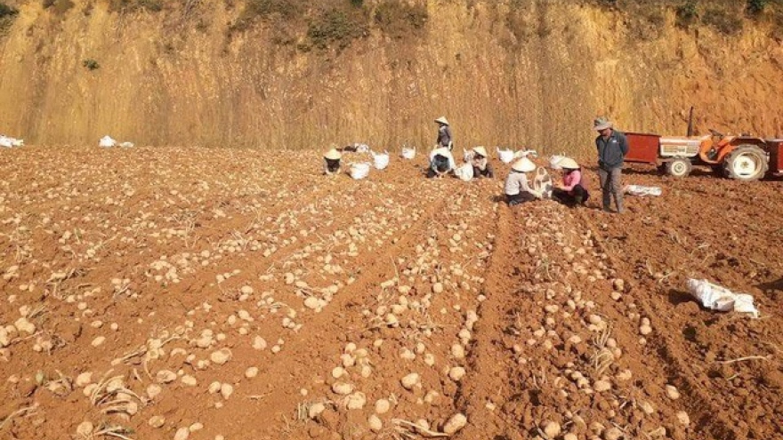 Lam Dong works to build Da Lat potato brand