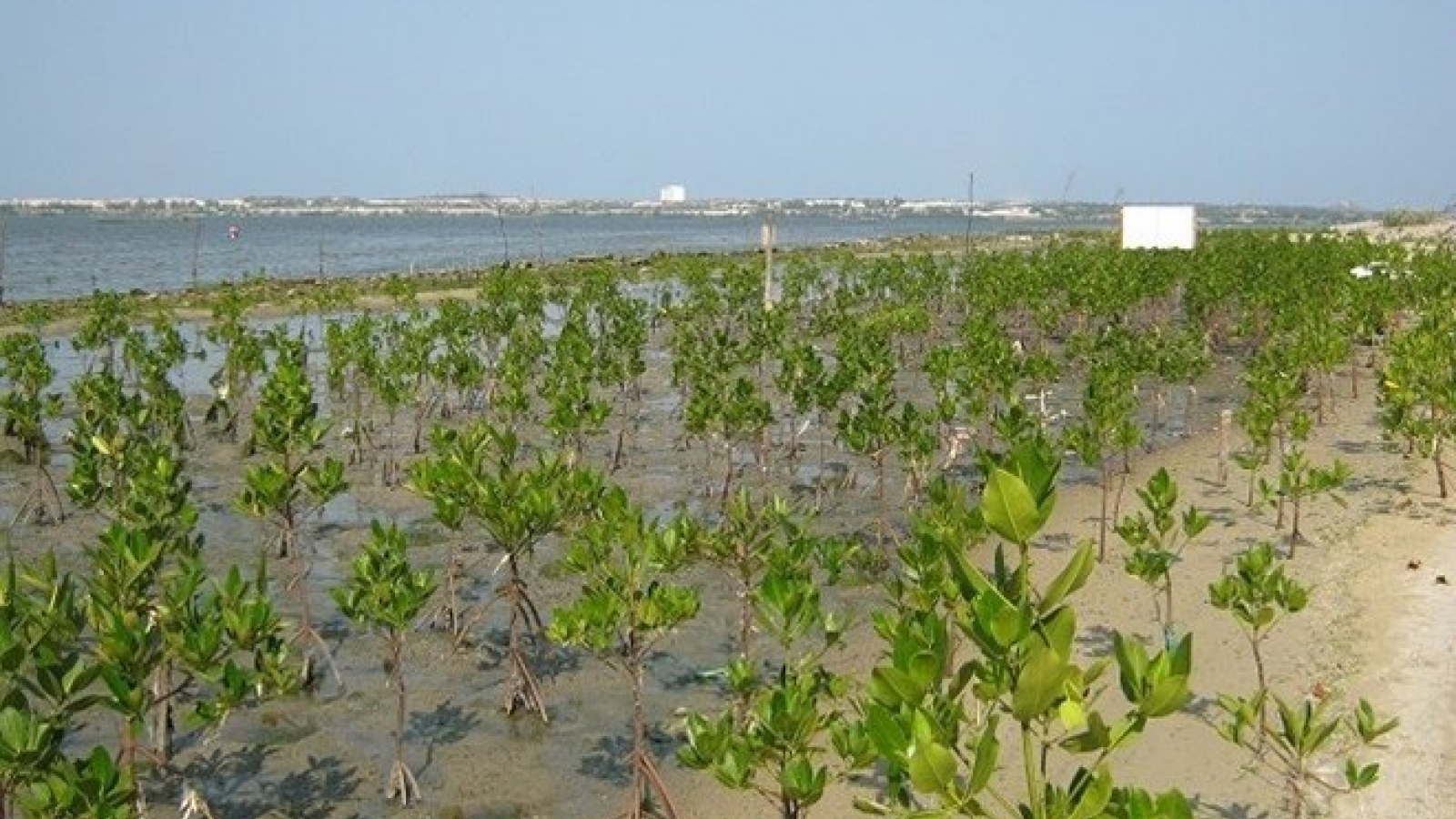 Sea dyke project hoped to help Mekong Delta cope with climate change
