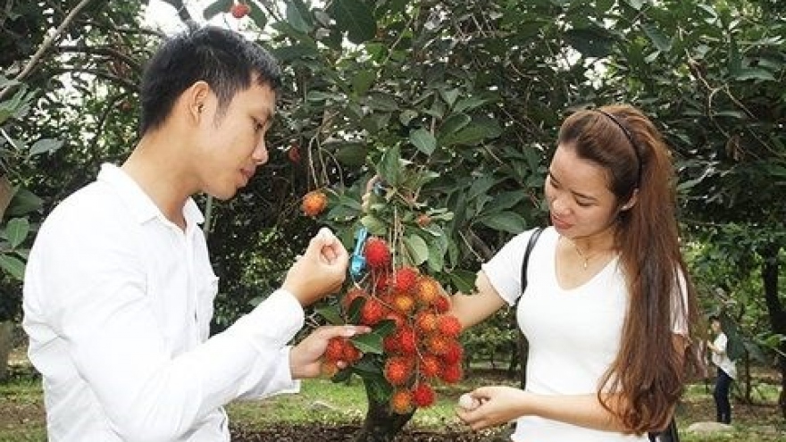 Ninh Thuan’s orchards opened for visitors