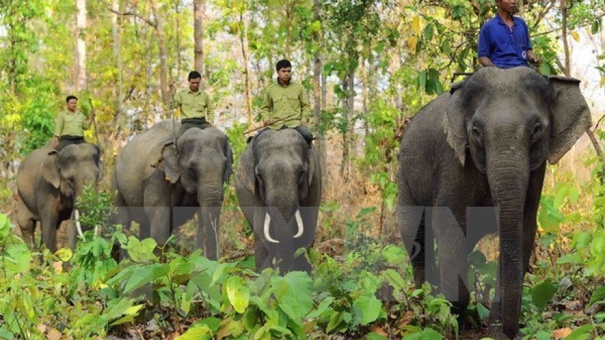 Elephant sanctuary established in Quang Nam