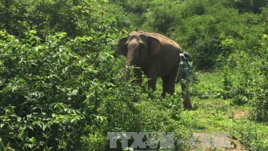 Hungry wild elephants hurt domestic ones