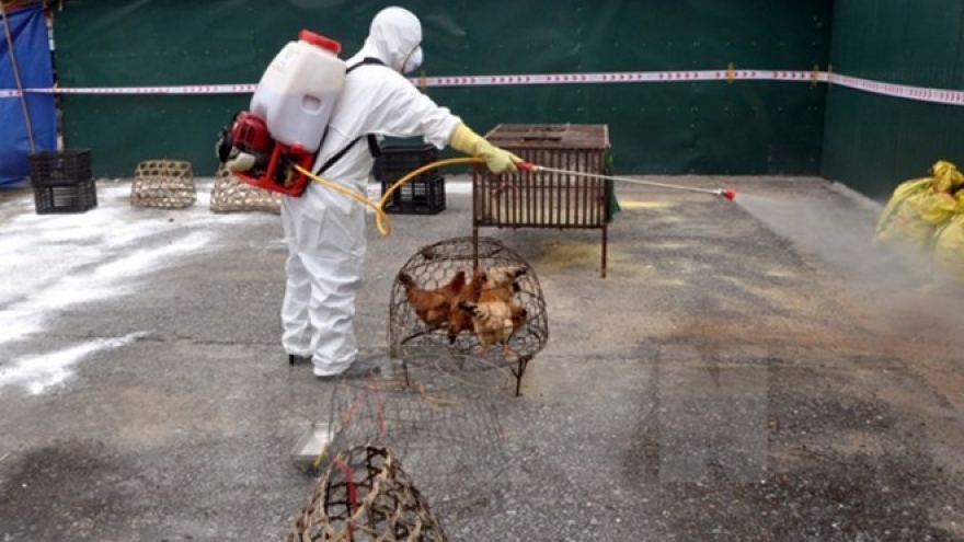 Vietnam takes preventive measures against bird flu