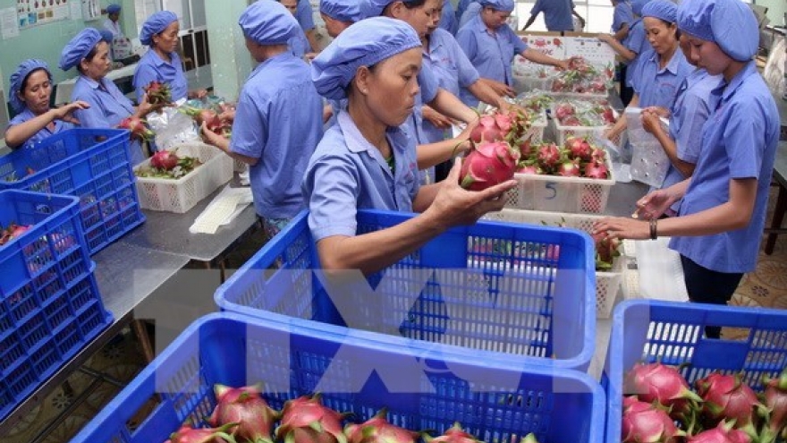 
        Vietnamese dragon fruit on Australian shelves
                              