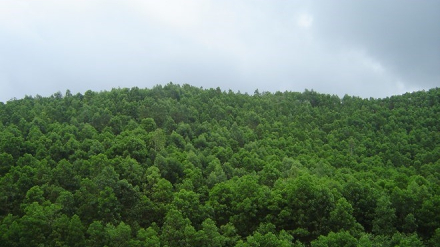 Additional 90,700 hectares of forest planted in first half