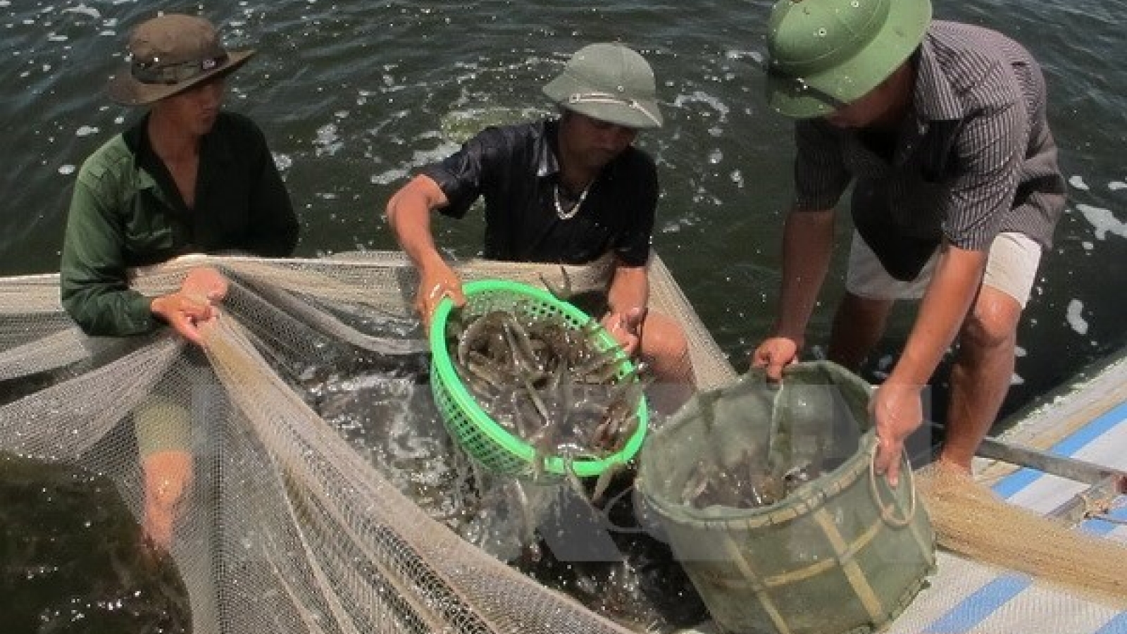 Phu Yen applies high technology in shrimp farming