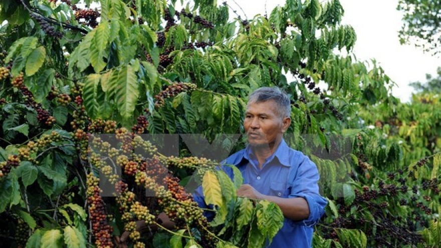 Coffee exports down 23% in quantity