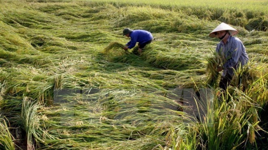 VND11 billion to help poor farmers enjoy Tet