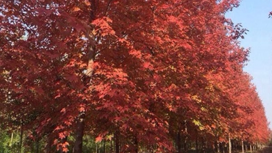 Hanoi plants maple trees