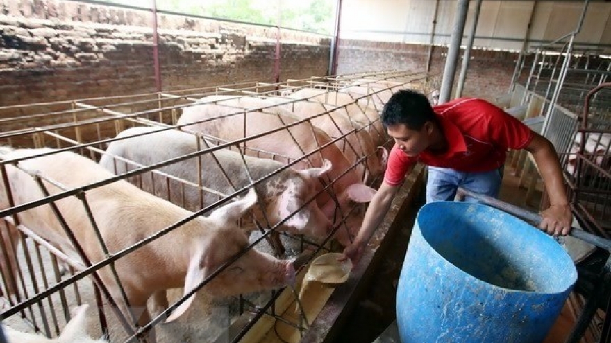 Farmers struggle to treat pig waste