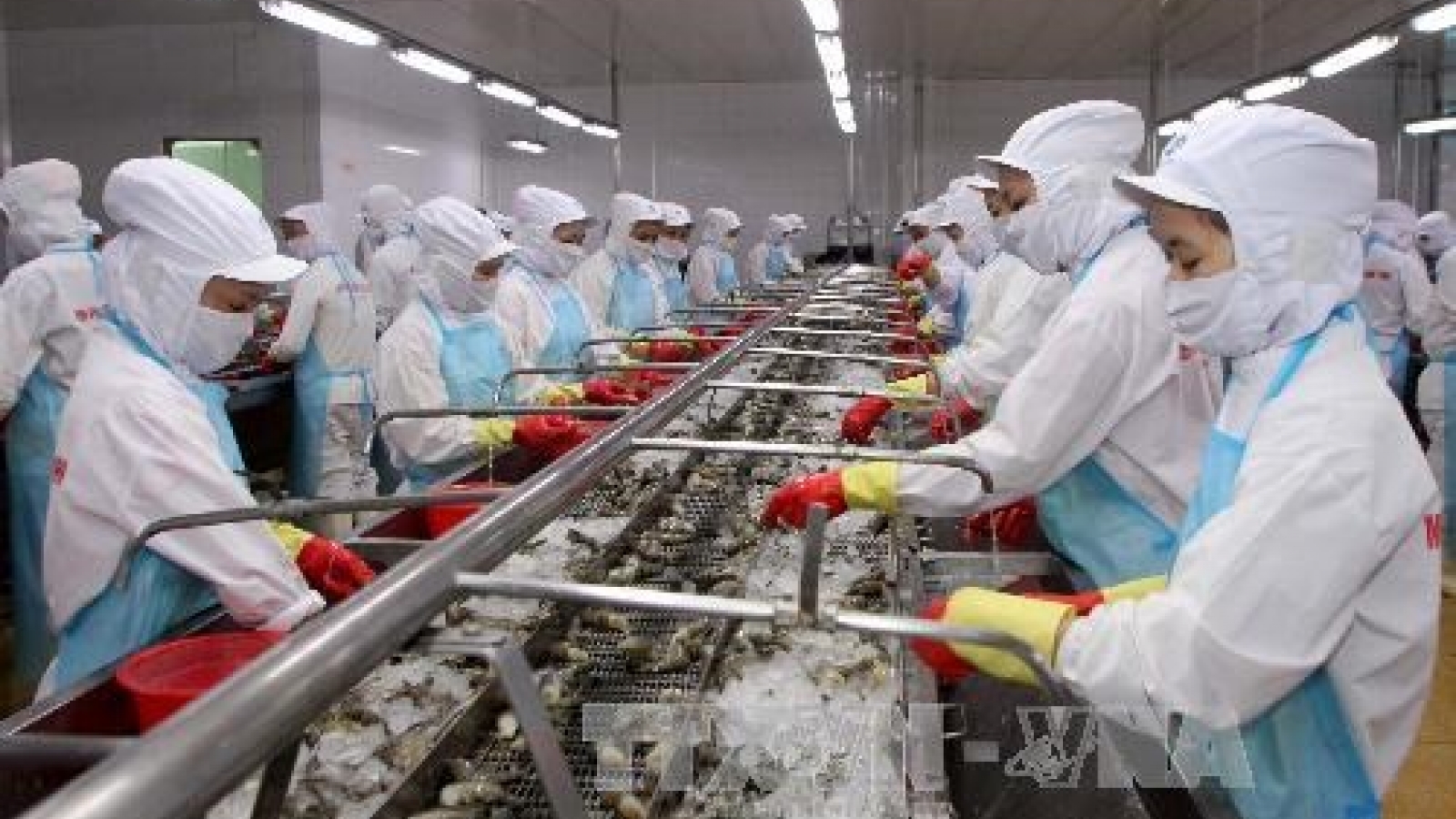 Efforts made to control disease safety in shrimp exported to Australia