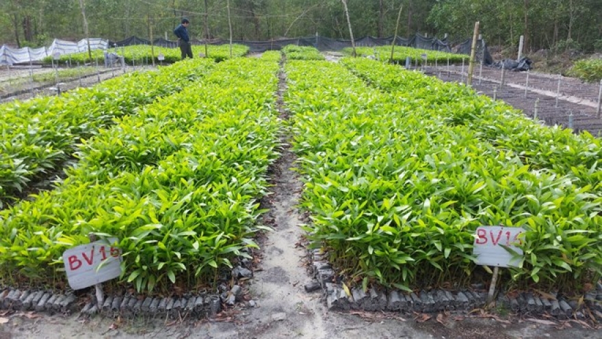 Thua Thien-Hue shifts to biodegradable seedling bags